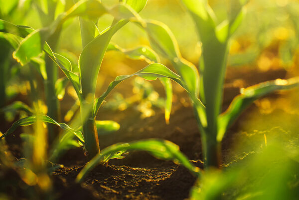 AGRICHEMICAL